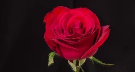 买回来的玫瑰花怎么养