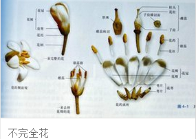梨花是完全花还是不完全花