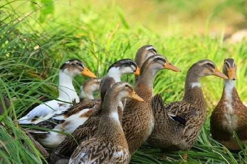 duck不必是什么意思?