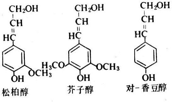 什么是木质来自素?
