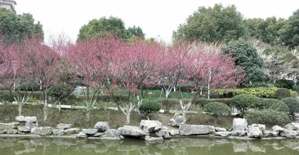 疏影横斜水清浅 全诗