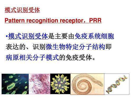 免疫名词解释：PRR-PAMP