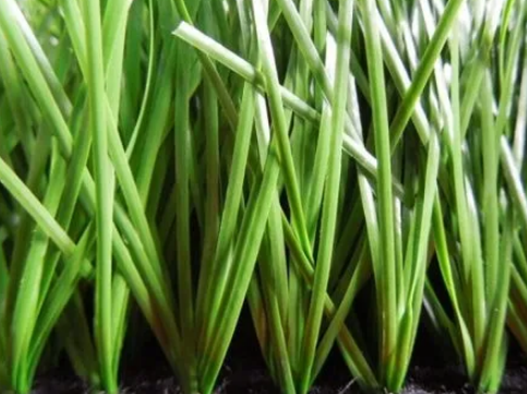 grass我可数吗