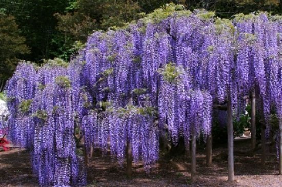 紫藤萝花语和寓来自意