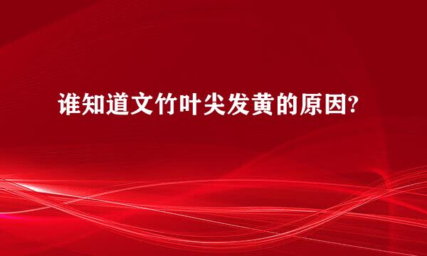 谁知道文竹叶尖发黄的原因?