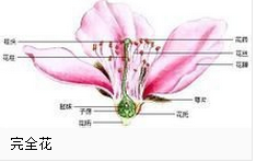 梨花是完全花还是不完全花