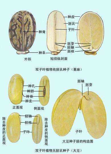 双子叶植物的种子结构