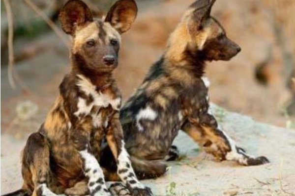 非洲野狗和家狗是什么血缘关系可以杂交吗？