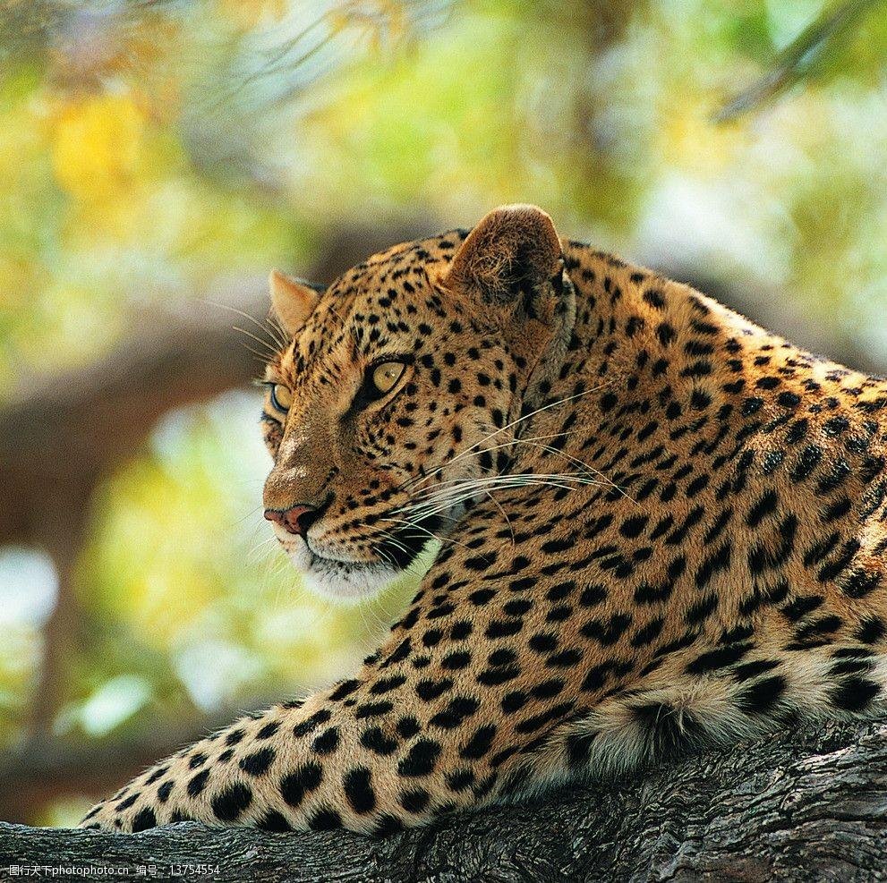 专家判断第3只在逃金钱豹豹子或已死亡，有何确认依据？