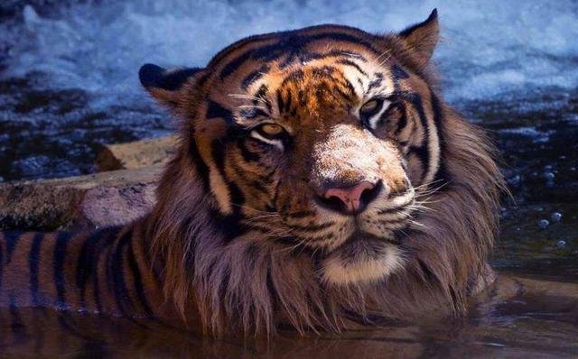 中国哪里的老虎最厉害？为什么？