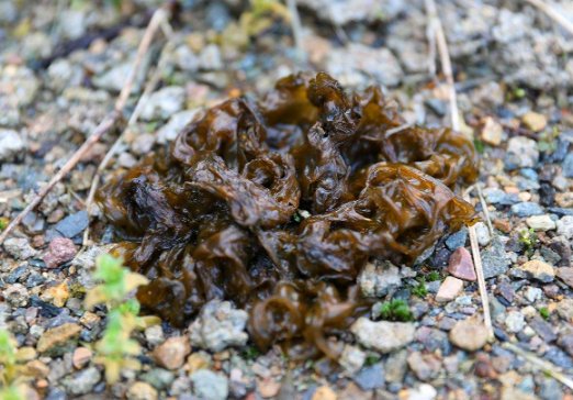 生活在陆地上的藻类植物有什么