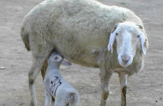 哪里有出售小尾寒羊的啊？纯种的小尾寒羊