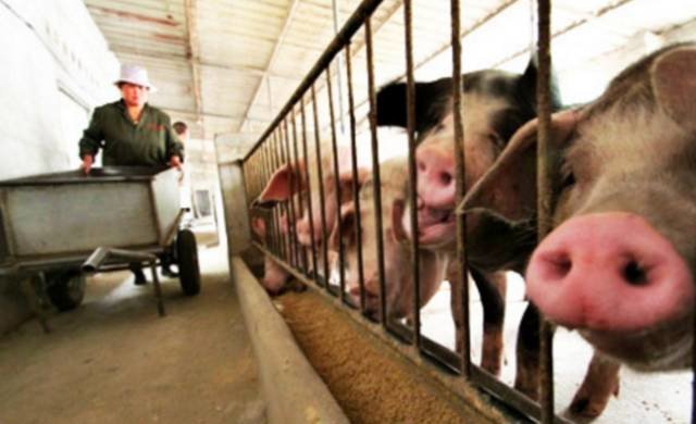 湖南男子因杀年猪接触生猪肉住进ICU，这件事给予我们什么警示？