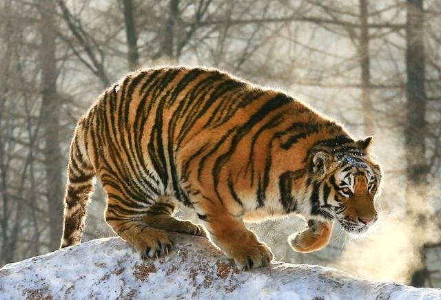 中国哪里的老虎最厉害？为什么？