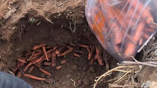 广东小伙到理塘种萝卜,是什么让他走上这条路的?