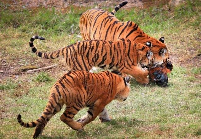 中国哪里的老虎最厉害？为什么？