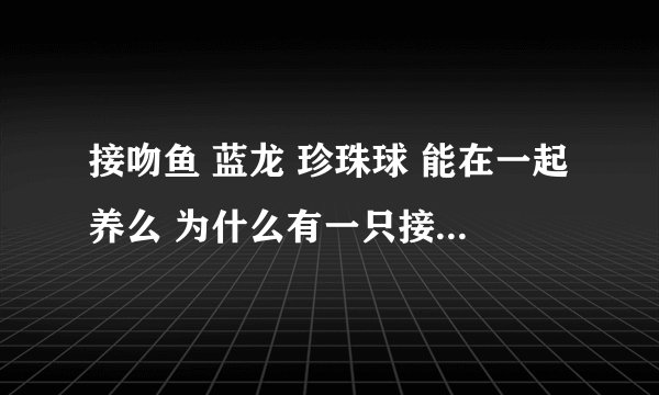 接吻鱼 蓝龙 珍珠球 能在一起养么 为什么有一只接吻鱼总是追其他的鱼 不让他们吃食啊