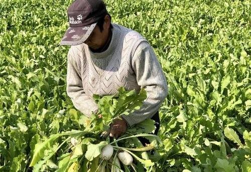 广东小伙到理塘种萝卜,是什么让他走上这条路的?