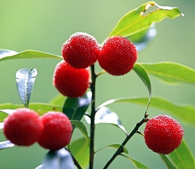 一颗杨梅在国外的售价超10元，你如何看待此事？