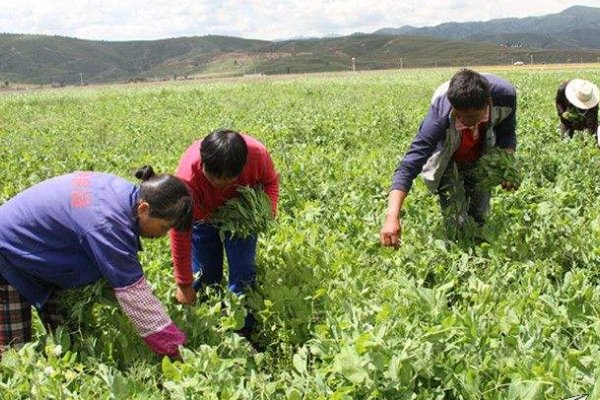 理塘第一书记文雪松满头白发手捧特产照片热传，为何背后原因让人心酸？