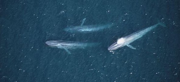 蓝鲸的基本资料