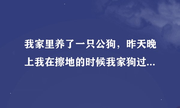 我家里养了一只公狗，昨天晚上我在擦地的时候我家狗过来日5了我它是不是发情了，我该不该给它找个老婆。