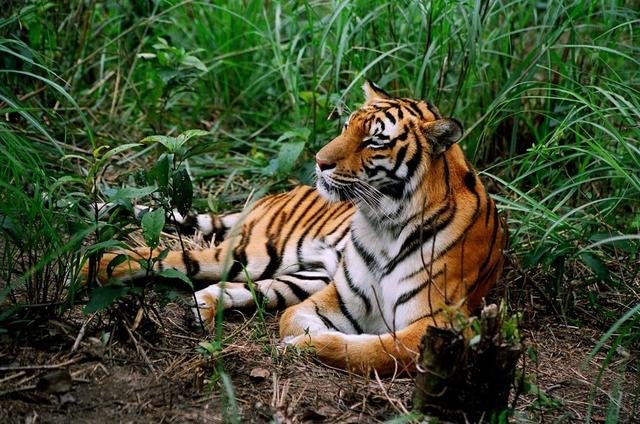 中国哪里的老虎最厉害？为什么？