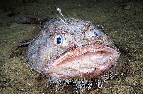 世界上最丑的鱼叫什么