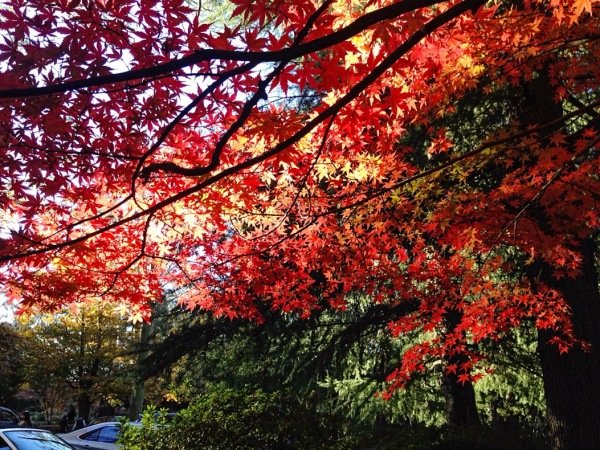 去澳大利亚旅游的最佳时间