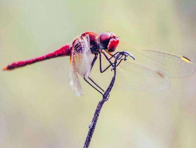 四时田园杂兴 梅子金黄杏子肥的注音