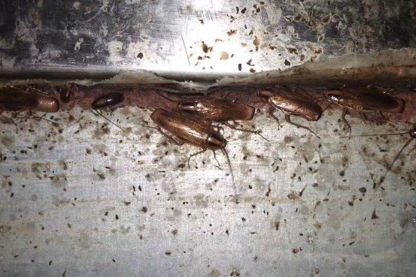 蟑螂排泄物图片?