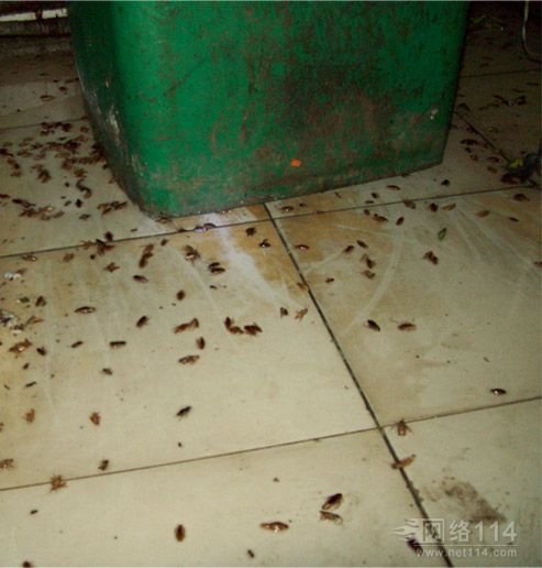 黑胸大蠊的生活习性