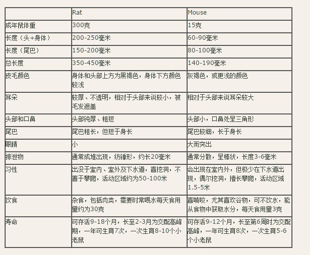 在英文中rat和mouse的区别