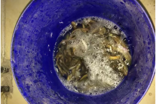 泥鳅怎么杀和洗
