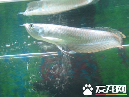 银龙鱼可以养几条 饲养银来自龙鱼的风水数
