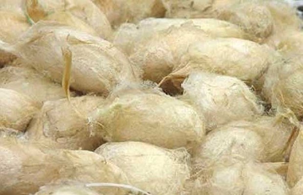 桑蚕丝和柞蚕丝的来自区别