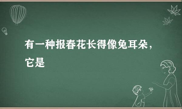 有一种报春花长得像兔耳朵，它是