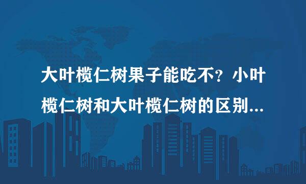 大叶榄仁树果子能吃不？小叶榄仁树和大叶榄仁树的区别又是什么