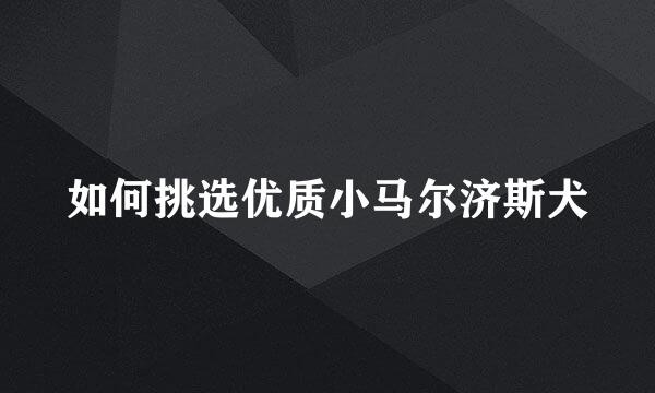 如何挑选优质小马尔济斯犬