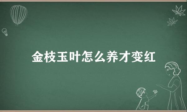 金枝玉叶怎么养才变红