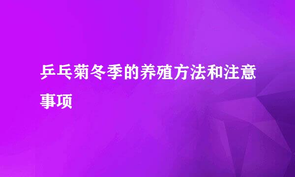 乒乓菊冬季的养殖方法和注意事项