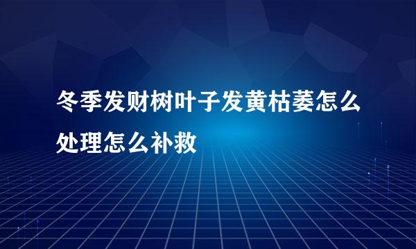 冬季发财树叶子发黄枯萎怎么处理怎么补救