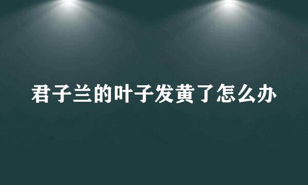 君子兰的叶子发黄了怎么办