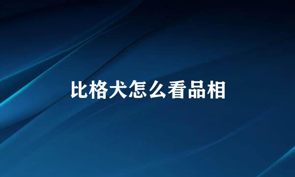 比格犬怎么看品相