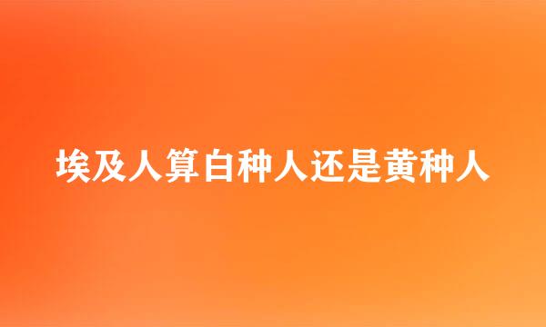 埃及人算白种人还是黄种人