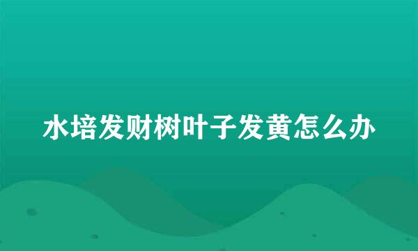 水培发财树叶子发黄怎么办