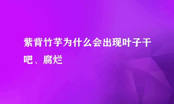 紫背竹芋为什么会出现叶子干吧、腐烂