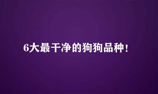 6大最干净的狗狗品种！