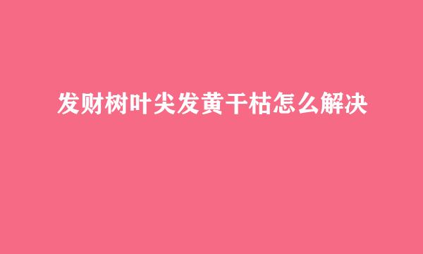 发财树叶尖发黄干枯怎么解决