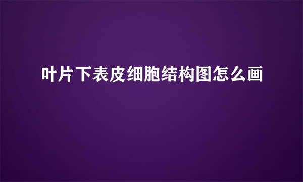叶片下表皮细胞结构图怎么画